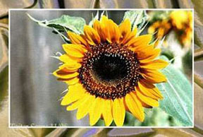 Solros4